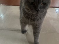 British shorthair 1,5 yaşında