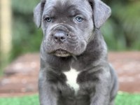 Tüm Türkiyeye Orjınal Cane Corso Italıano Yavruları