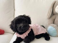 Black morkie