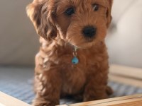 4 Aylık maltipoo