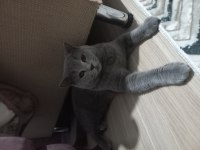 Scottish fold mama karşılığı erkek 8 aylık