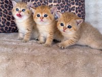 Safkan Brıtısh Shorthair Golden Bebekler
