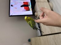 Evcil erkek bilezikli üst seviye muhabbet kuşu