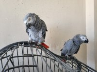 4 yaşında dişi jako papağanı