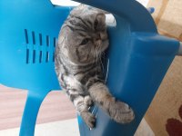 Evcil british shorthair kedimiz