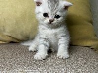 Scottish Fold Yavruları