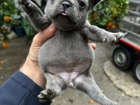 Blue French Bulldog Yavrularımız