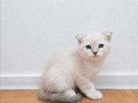 Scottish fold ve scottish longhair yavrular