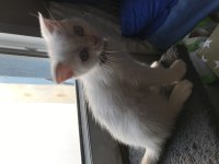 65 günlük scottish fold yavru