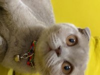 Güzel scottish fold yuva arıyoruz