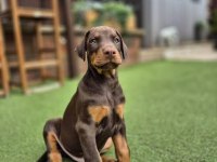 Doberman bebekler kapınıza kadar teslim ediyoruz