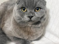 Scottish fold 8 aylık dişi