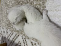 Bebeklerimiz yeni sahiplerini bekliyor