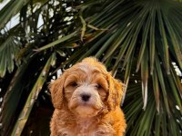 Kore Maltipoo Dişi 