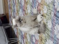 2 yaşında eğitimli kedimiz asıları tam 1 defa doğum yaptı