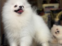 AYI SURAT TEACUP POMERANİAN YAVRULARIMIZ