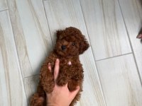 Sağlık Ve Irk Garantili Red Brown Poodle