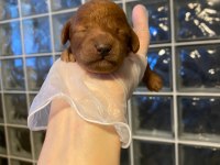 RED BROWN TOY POODLE BEBEKLER