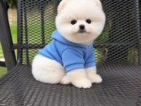 Safkan Irk ve Sağlık Garantili Pomeranian Yavrumuz