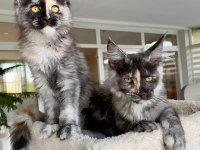 Show Class Mainecoon Yavruları (Faturalı) 