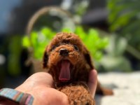 LİTTLEPAWSTAN EN ÖZEL RENK VE BOYUT TOY POODLE BEBEKLER