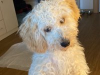 Toy poodle 6 aylık bütün aşıları yapılmış durumda