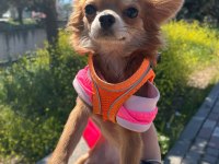 Chihuahua dişi yavru