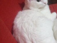 1 yaşında kısır ankara kedisi erkek