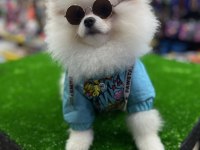 4 Aylık Orijinal Teddy Bear Pomeranian Boo