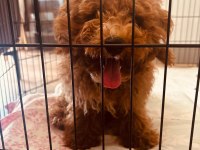 Balbadem Poodle İzmir