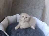 Kar beyaz ve lilac scottish fold yavrular