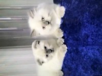 British blue point longhair scottish fold sahiplenme