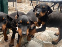 Dobermanlar