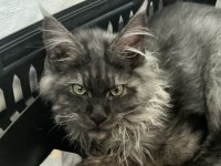 Çok acil 3 aylık uygun black smoke erkek Maine coon