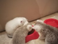 british shorthair 3 erkek yavru
