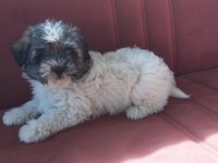 Terrier yavru