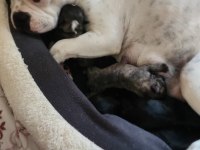Yavru french bulldog