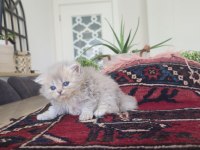 Safkan British Longhair Erkek