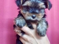 Terrier yorkshire yavrular