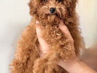 KORE POODLE TEACUP