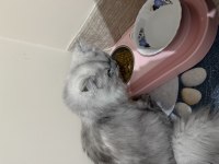 7 Aylık British Longhair Dişi