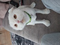Scottish fold oyun oynamayı çok seviyor