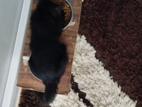 ACİL YUVA KEDİMİZE