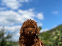 2 aylık orijinal poodle yavrularımız