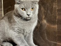Scottish fold 4 aylık yavrumuz