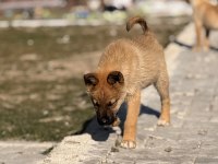 Çok uyguna yavru köpekler