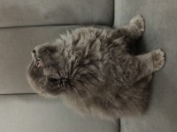 Sevimli kızımız scottish fold