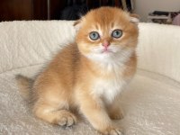 Scottish Fold Asil Prens ve Prenses
