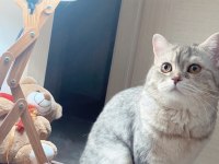 Anne kız ücretsiz kedimiz