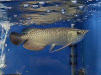 Golden RedTail Arowana 35-40 cm